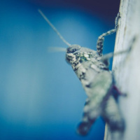 Crickets And Wind Chimes, With Neither Crickets Nor Windchimes