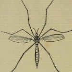 Insectorum