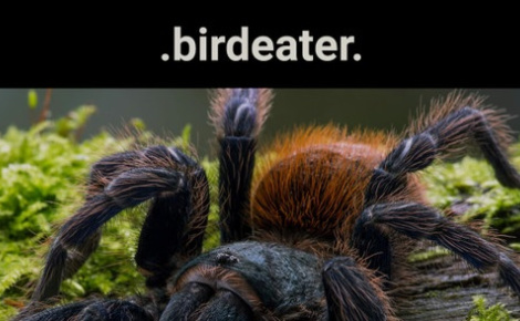 .birdeater.